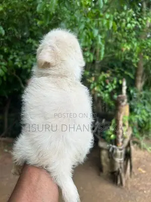 Shih Tzu Puppy