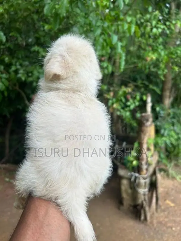 Shih Tzu Puppy