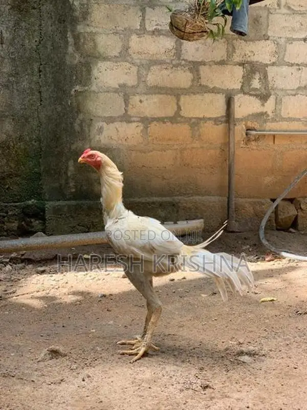 Long Tail Mixed Rooster