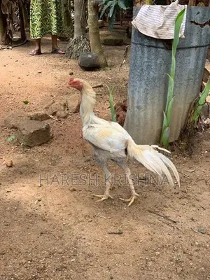 Long Tail Mixed Rooster