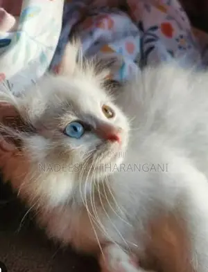 Persian Kitten