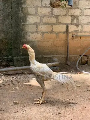 Long Tail Mixed Rooster