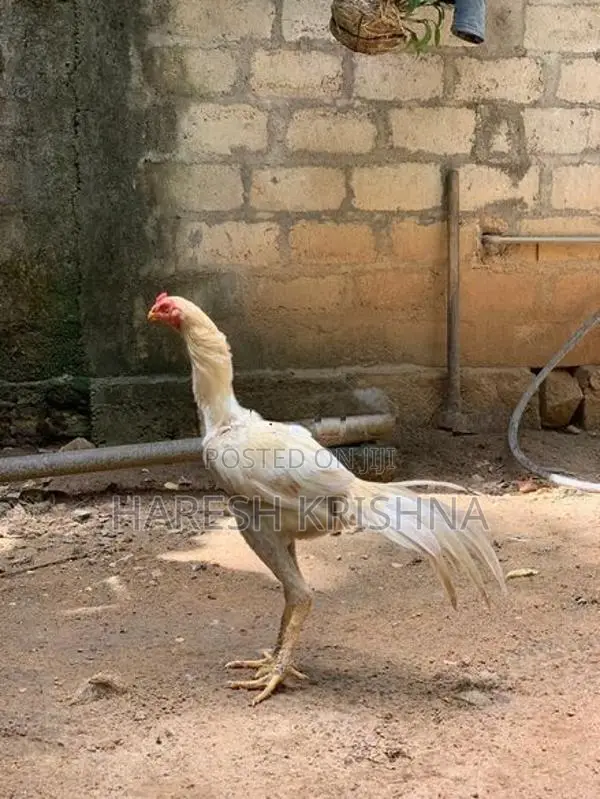 Long Tail Mixed Rooster