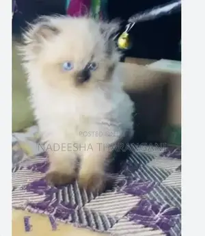 Persian Kitten