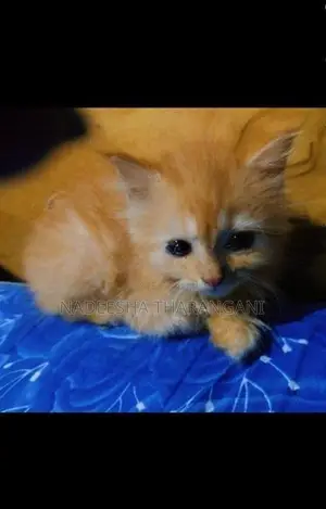 Persian Kitten
