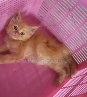 Persian Kitten