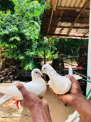 Pigeons