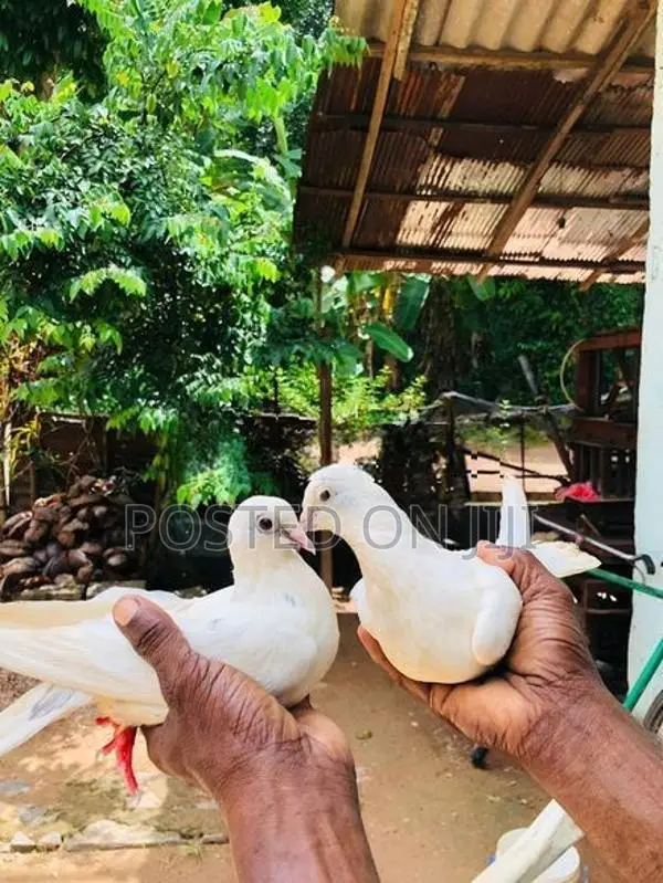 Pigeons
