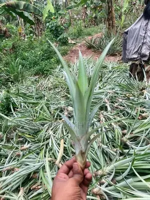 අන්නාසි පැල
