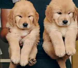 Golden Retriever Puppies