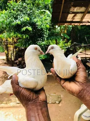 Pigeons