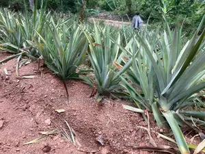 අන්නාසි පැල