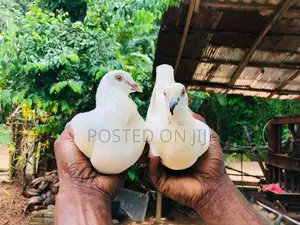 Pigeons