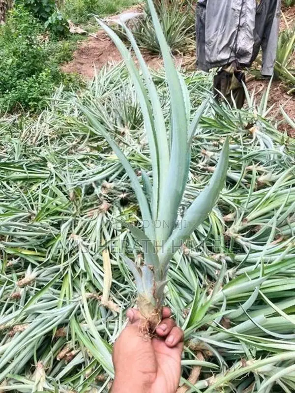 අන්නාසි පැල