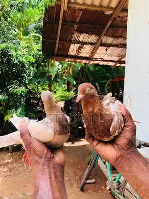 Pigeons