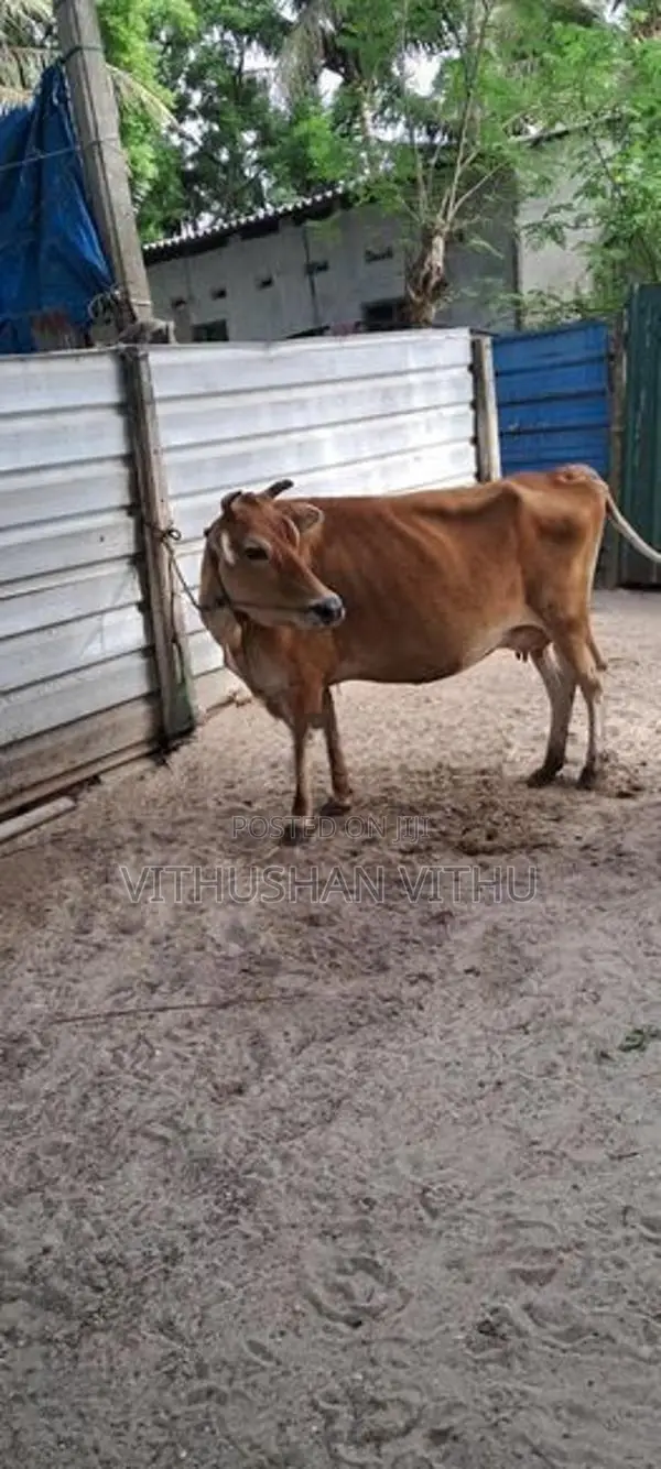 Farm Cow