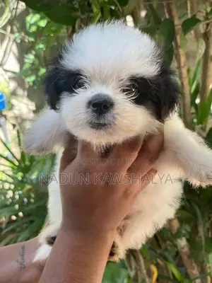 Shih Tzu Puppies