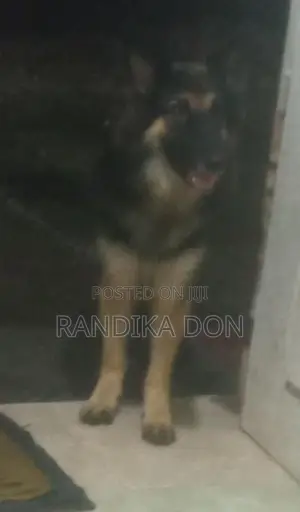 Lion German Shepherd Female Dog