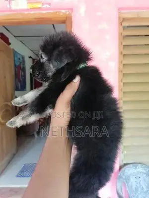 German Shepherd Long Coat Puppy