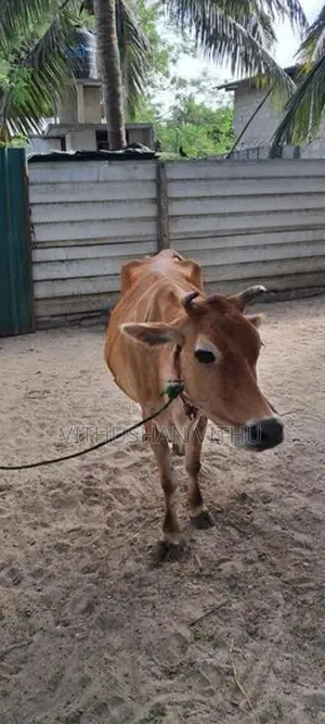 Farm Cow