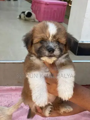 Shih Tzu Puppies
