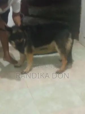 Lion German Shepherd Female Dog