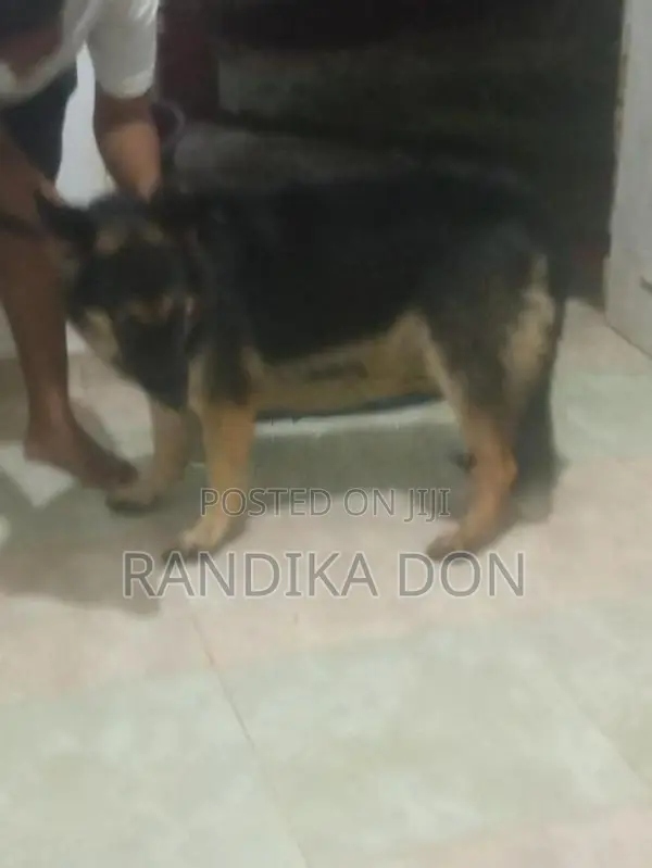 Lion German Shepherd Female Dog