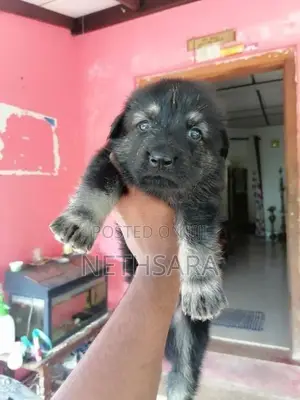 German Shepherd Long Coat Puppy