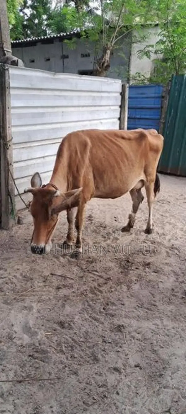 Farm Cow