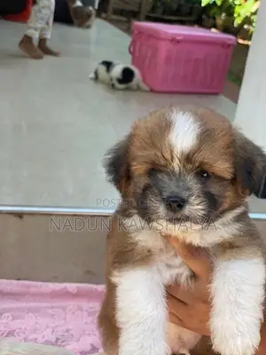 Shih Tzu Puppies