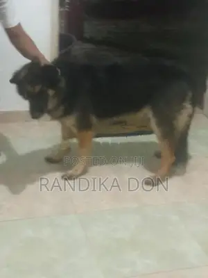 Lion German Shepherd Female Dog
