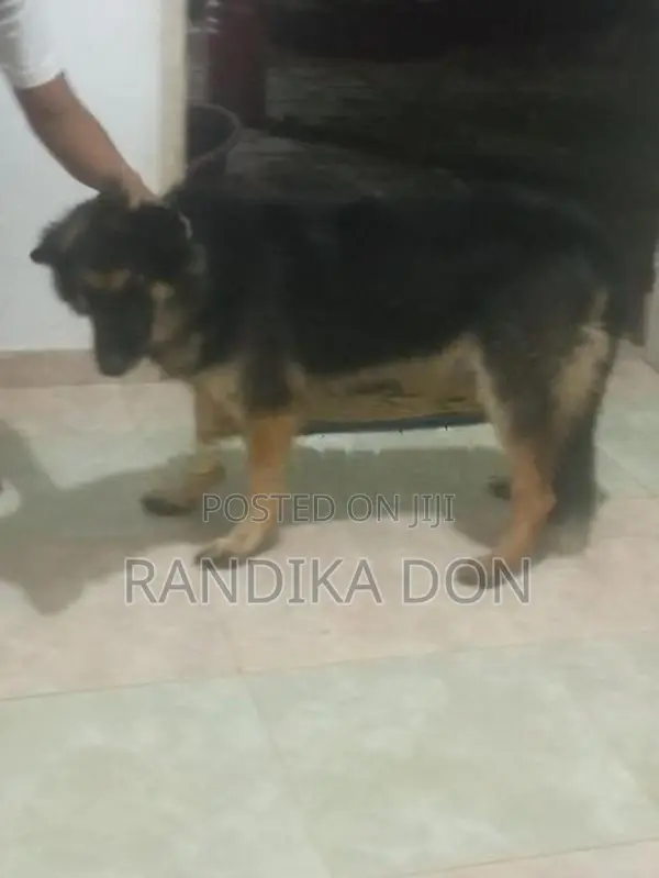 Lion German Shepherd Female Dog