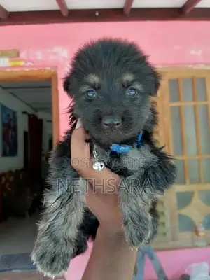 German Shepherd Long Coat Puppy