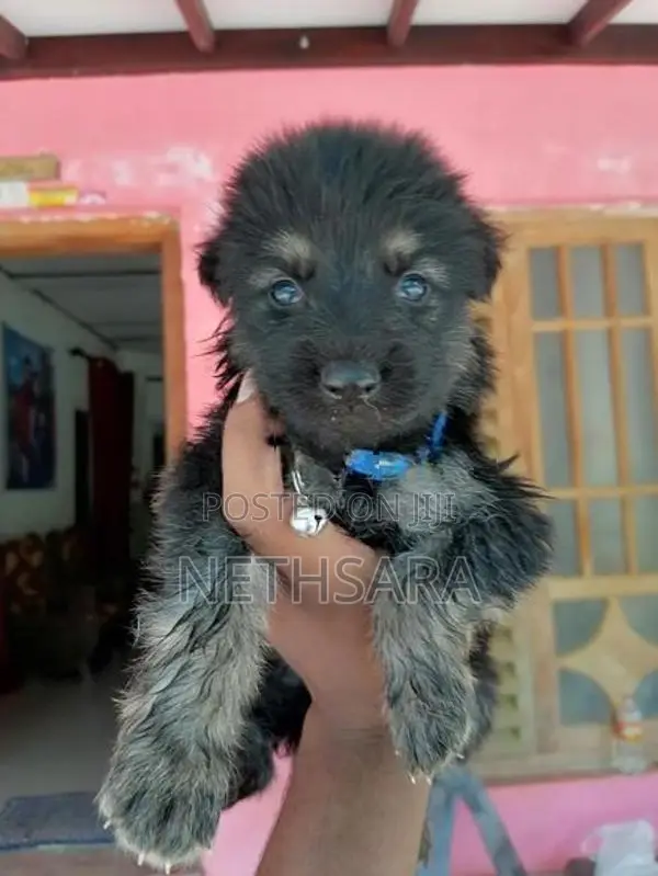 German Shepherd Long Coat Puppy