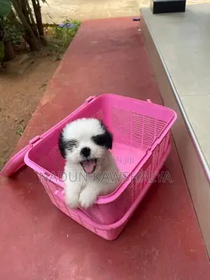 Shih Tzu Puppies