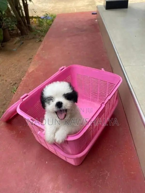 Shih Tzu Puppies