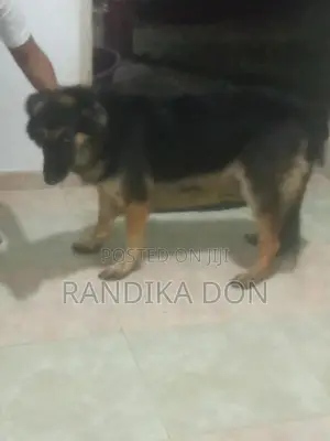 Lion German Shepherd Female Dog