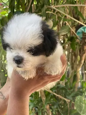 Shih Tzu Puppies