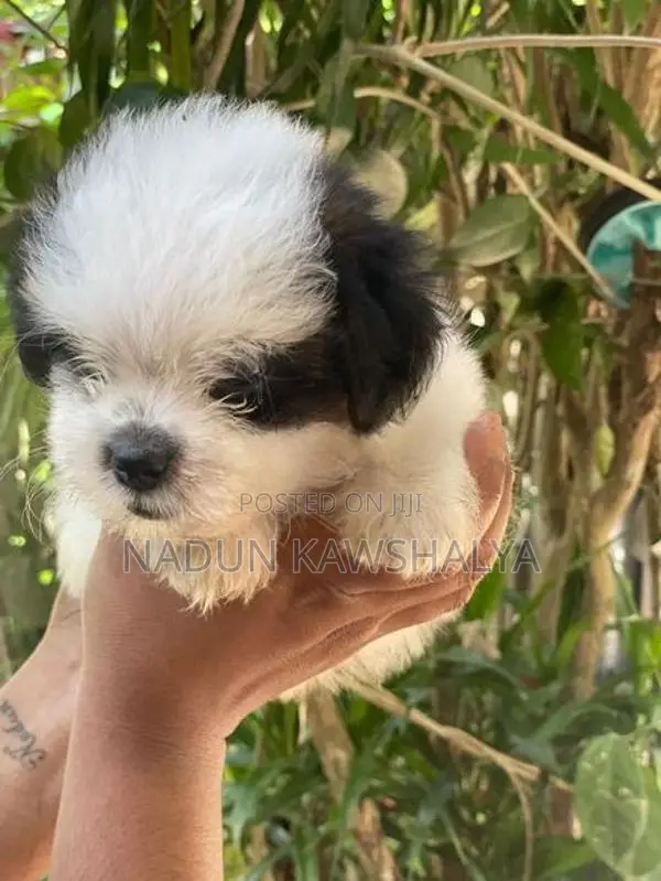 Shih Tzu Puppies