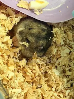 Hamster