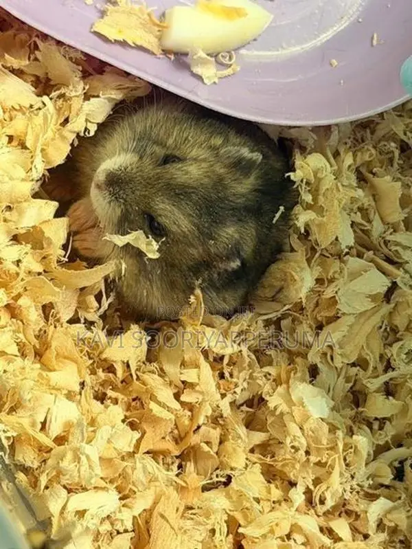 Hamster