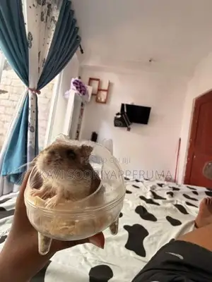 Hamster