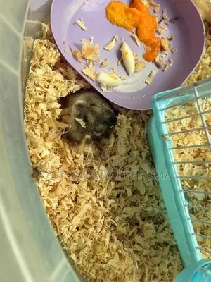 Hamster