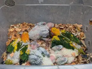 Sun Conure Chick