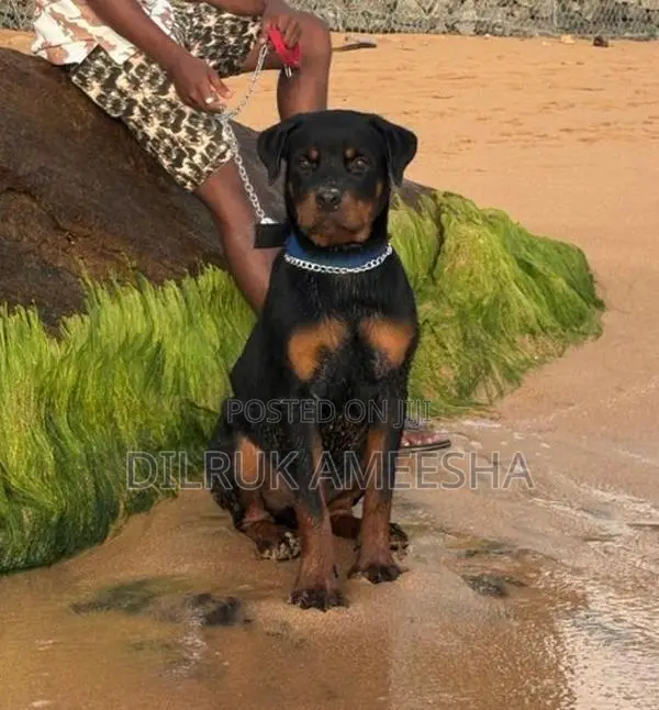 Purebred Rottweiler Puppy