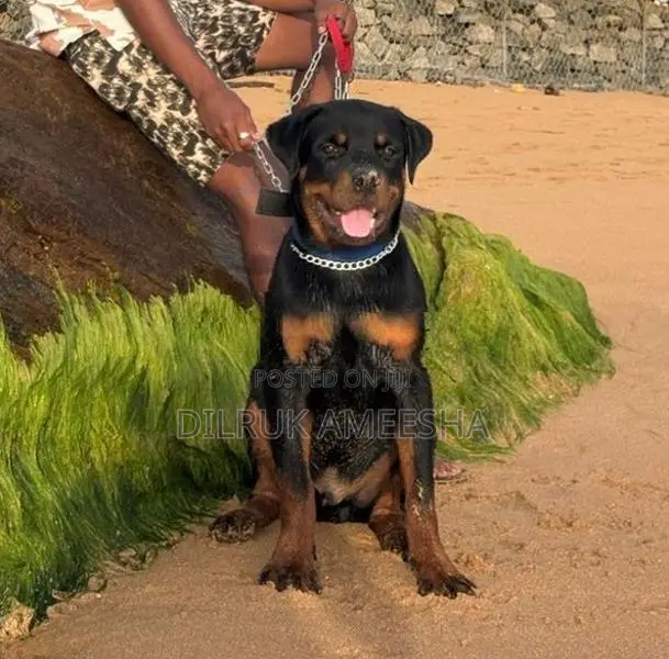 Purebred Rottweiler Puppy