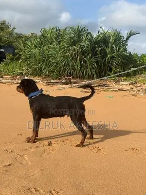 Purebred Rottweiler Puppy
