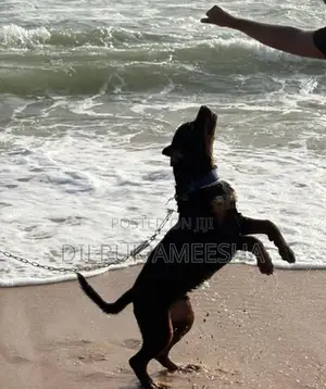 Purebred Rottweiler Puppy