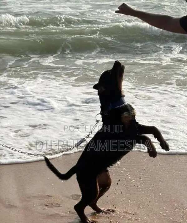 Purebred Rottweiler Puppy