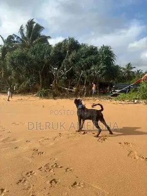 Purebred Rottweiler Puppy